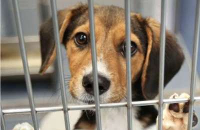 New €5.4m animal protection centre planned for Tenerife