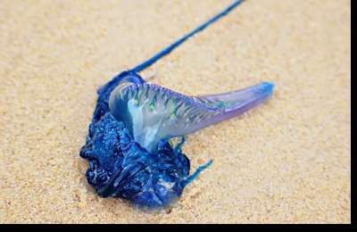 Portuguese Man o' War: What to do if you're stung and why they're common in the Canary Islands