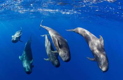 Canary Islands set to gain 17,000 km2 of new protected marine areas 