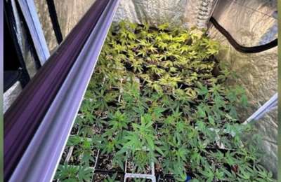 Two arrested after police discover cannabis plantations in Tenerife