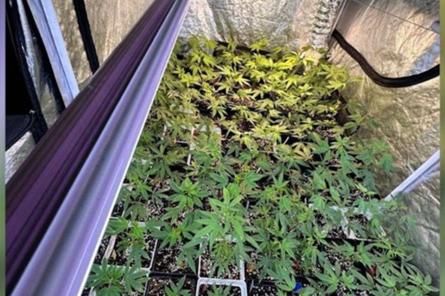 Two arrested after police discover cannabis plantations in Tenerife