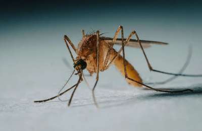 The heatwave is bringing more mosquitoes to the Canary Islands