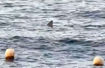 VIDEO: Shark surprises swimmers on Tenerife coast just before freediving event