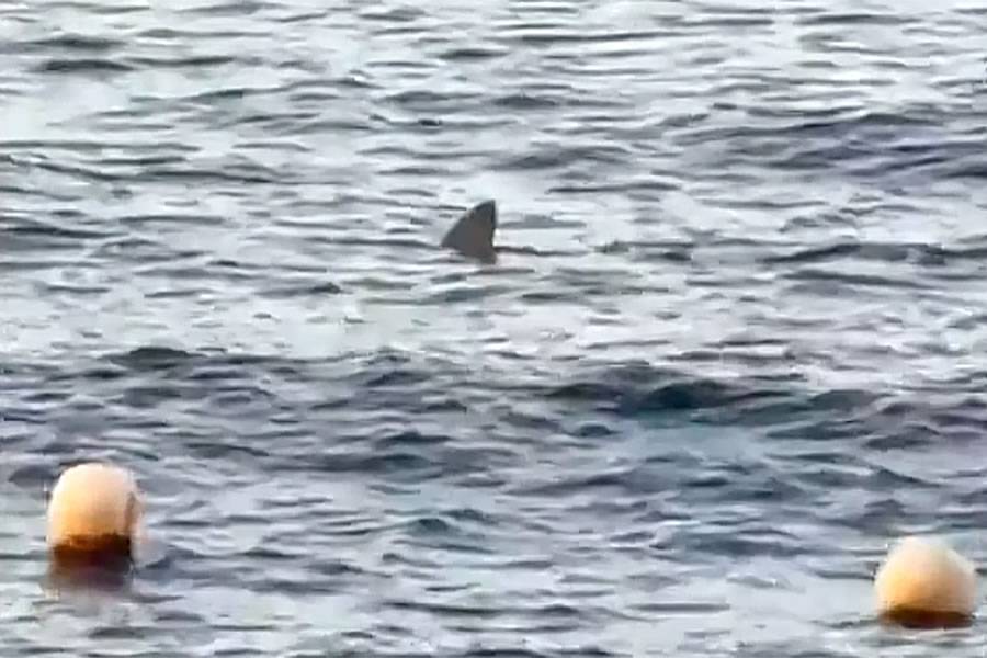 VIDEO: Shark surprises swimmers on Tenerife coast just before freediving event