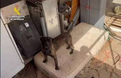 Man seriously injured after being attacked by dogs in Fuerteventura