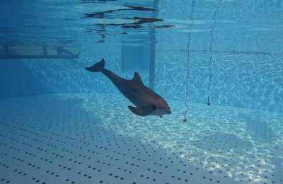 Groundbreaking discovery at Loro Parque reveals how dolphins ‘see’ using sound