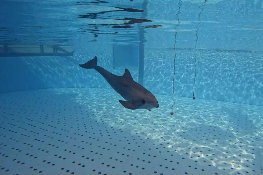 Groundbreaking discovery at Loro Parque reveals how dolphins ‘see’ using sound