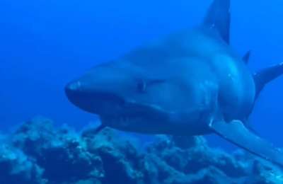 Four-metre shark surprises divers in shallow waters off the Canary Islands 