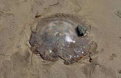 Large 50cm jellyfish washes up on popular beach in Lanzarote