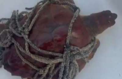 Turtle rescued after becoming trapped in ropes off Lanzarote