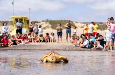 Children help rescued loggerhead turtle return to the sea in Fuerteventura