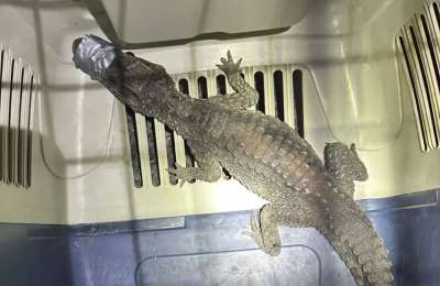 Police find one-metre alligator hiding underneath a car in Gran Canaria