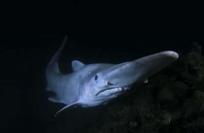 Could the Goblin Shark discovery lead to more fishing tourism in the Canary Islands?