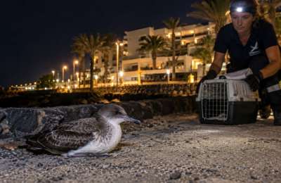 Hotels asked to dim lights to help save young seabirds in Fuerteventura