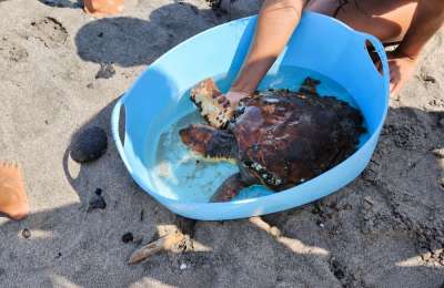 Beachgoers rescue sea turtle in Lanzarote